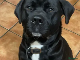 Mixed Breed dogs 2 Year Old Male Labrador x Presa - Advert 1