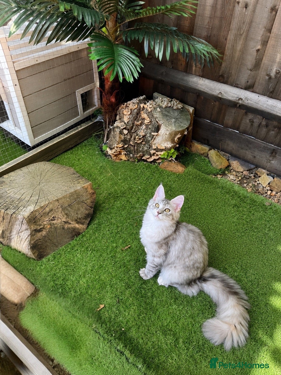 Maine Coon cats 🌟🌟Jadore  – Beautiful Girl Maine Coon 🌟🌟 - Advert 17