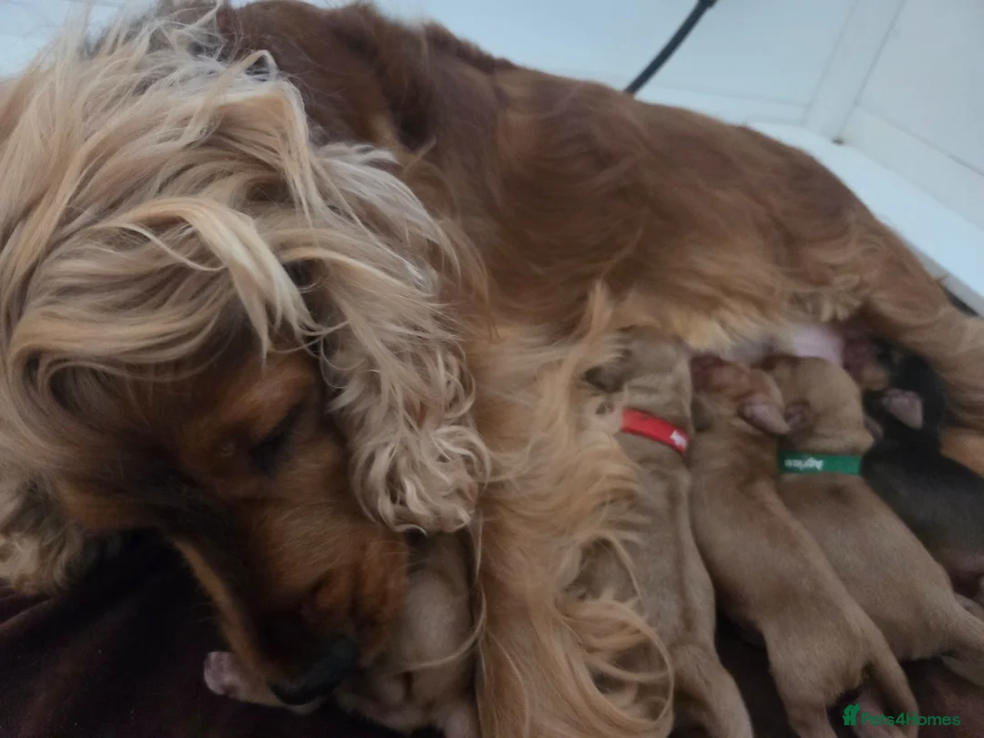 Cocker Spaniel dogs for sale: RKC SHOW COCKER SPANIEL PUPPIES EXTENSIVELY HEALTH - Advert 1