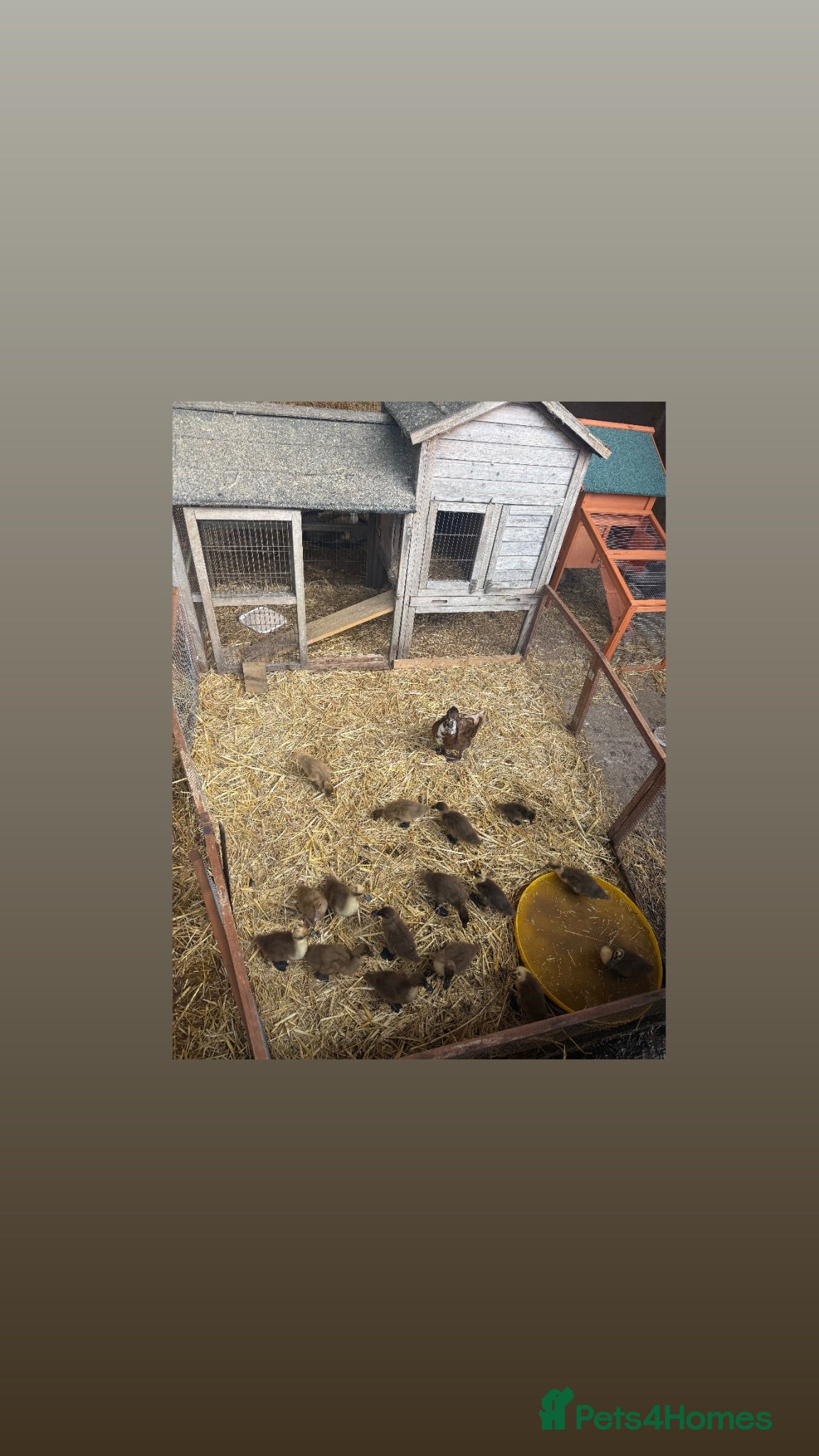 Ducks poultry Mother duck & young ducklings 👀🏡 - Advert 19
