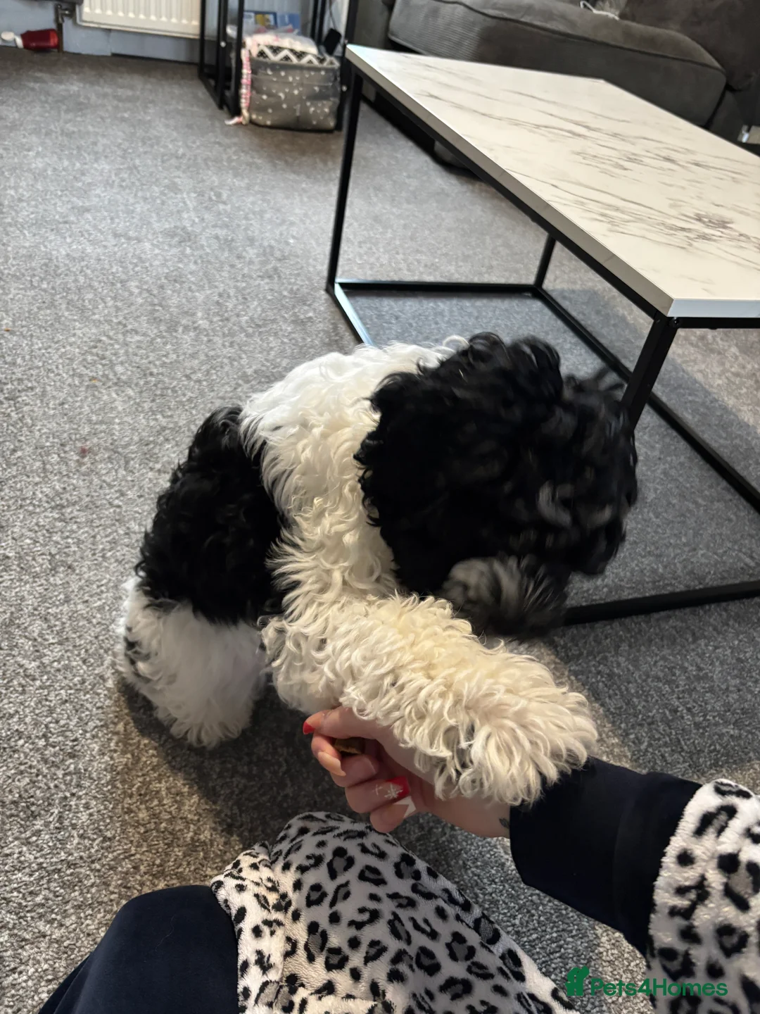 Mixed Breed dogs for sale: Puppy for sale - mixed breed - Advert 3