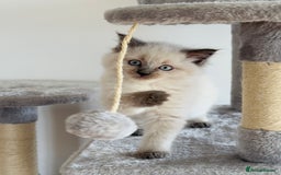 Ragdoll cats for sale: Ragdoll x maine coon kittens for sale  - Image 8
