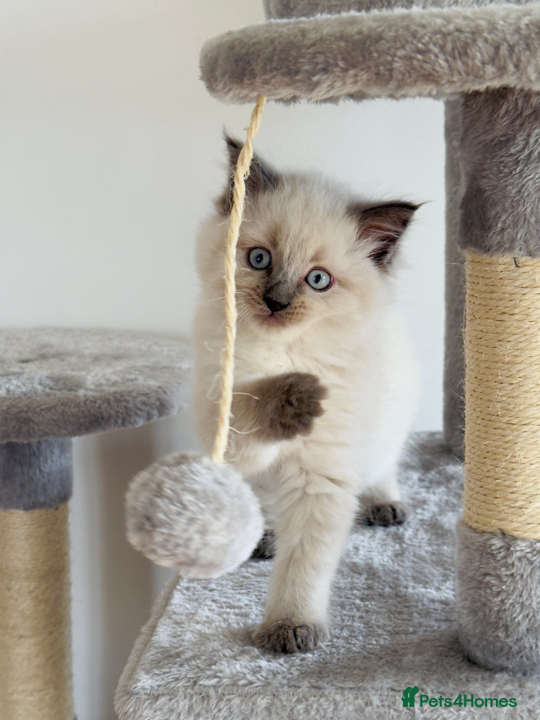 Ragdoll cats for sale: Ragdoll x maine coon kittens for sale  - Image 8