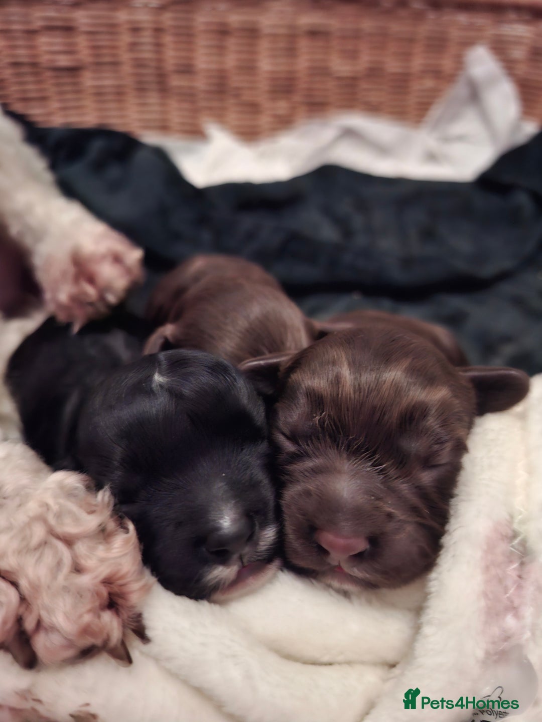 Cockapoo dogs for sale: Cockerpoos looking for forever homes - Advert 3