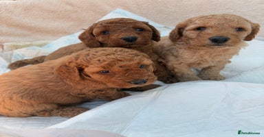 Miniature Poodle dogs - Advert 4