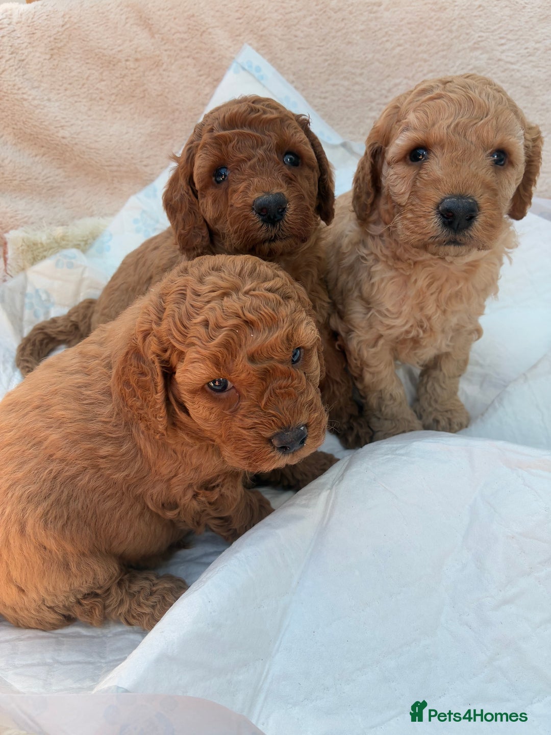 Miniature Poodle dogs for sale:  BOY MINIATURE POODLE AVAILABLE! - Image 10