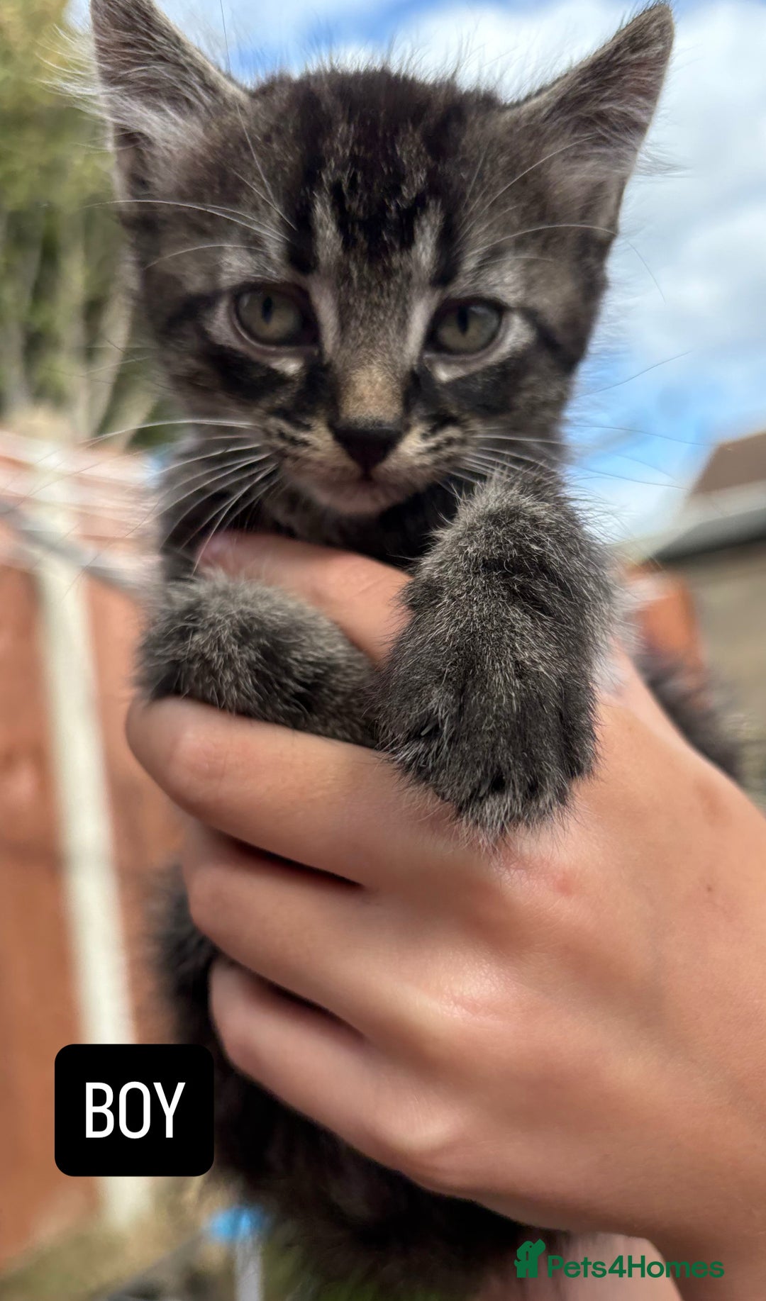 Domestic Shorthair cats for sale: 5 Beautiful kittens ready to leave  - Image 4