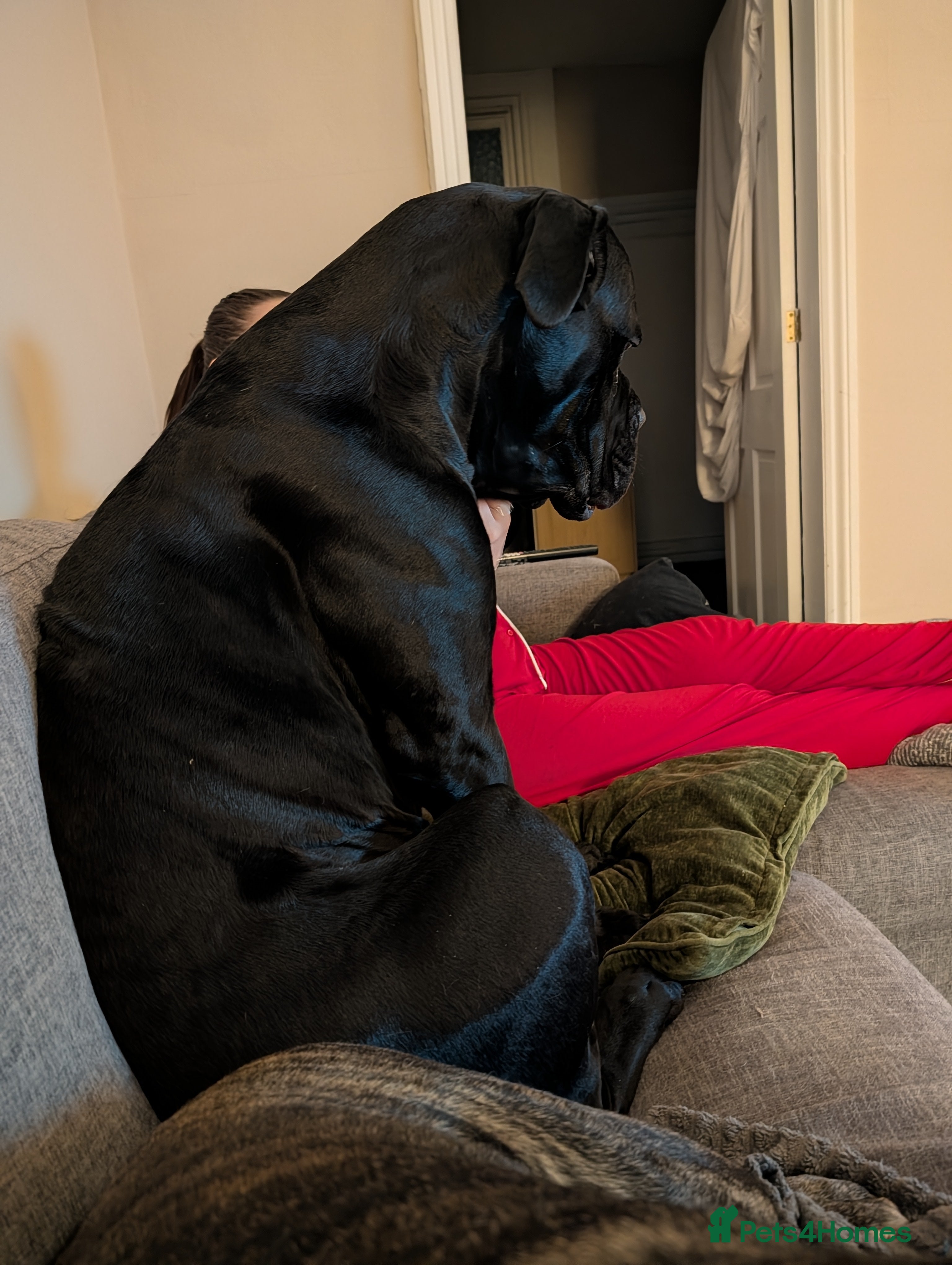 Cane Corso dogs Sully  - Advert 3