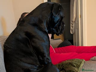 Cane Corso dogs Sully - Advert 1