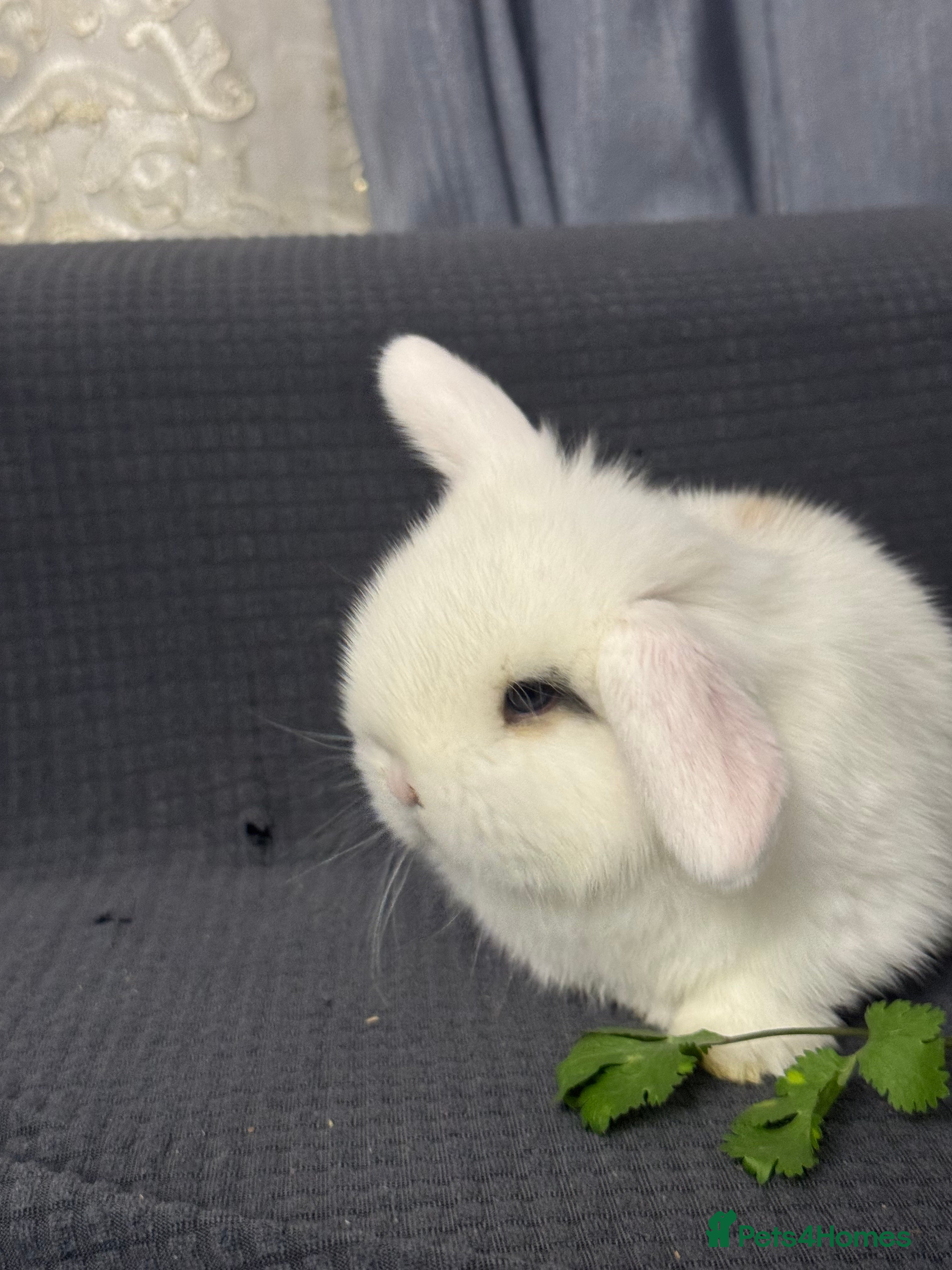 Mini Lop rabbits Baby mini lops  - Advert 18