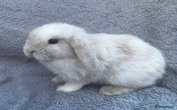 Mini Lop rabbits for sale: Purebred mini lops - Image 6