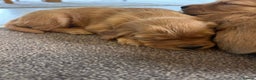 Golden Retriever dogs for sale: Dark Working Golden Retriever puppies - Advert 27