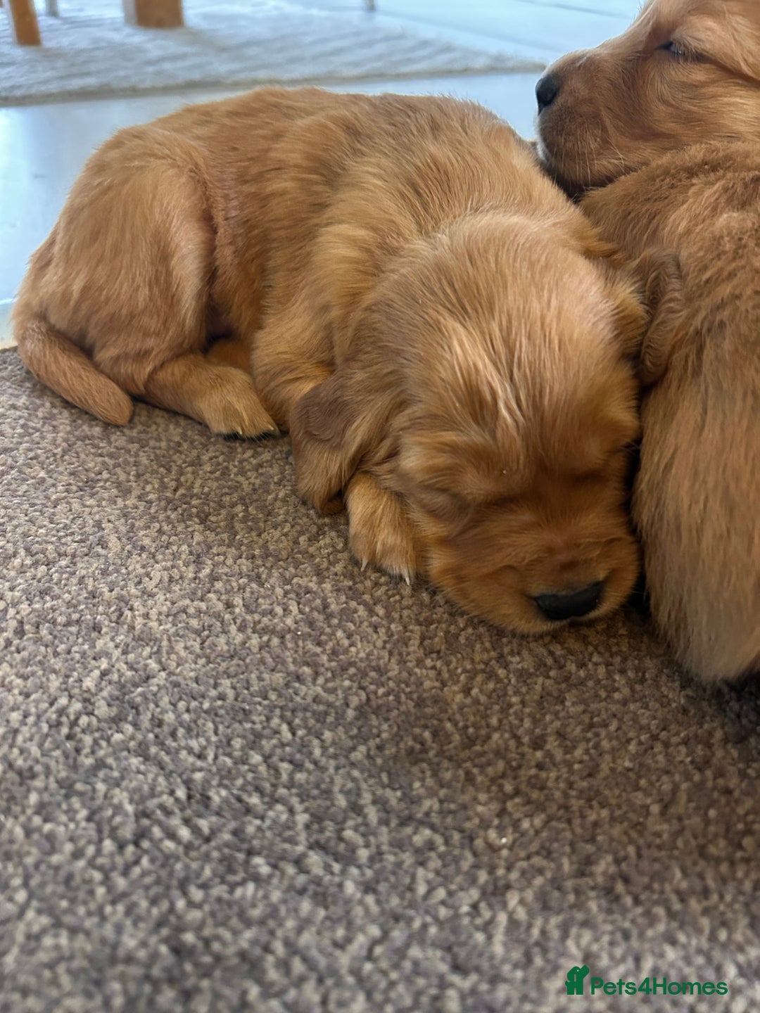 Golden Retriever dogs for sale: Dark Working Golden Retriever puppies - Advert 27