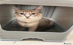 Ragdoll cats for sale: Ragdoll Lynx Blue point male - Image 13
