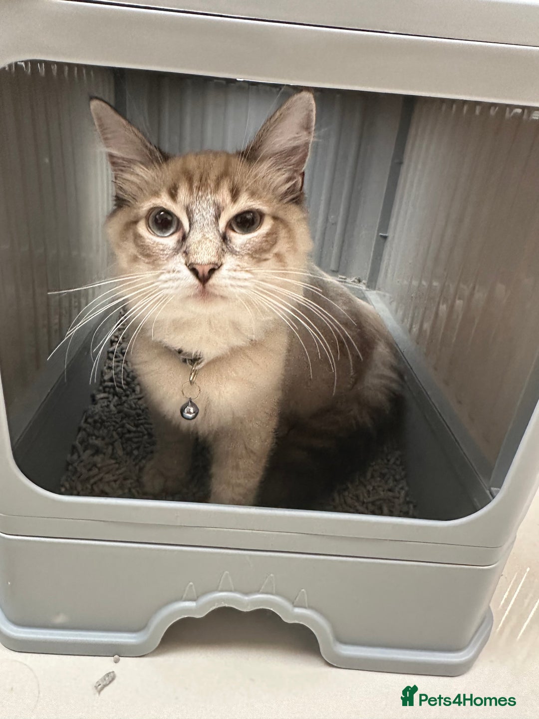 Ragdoll cats for sale: Ragdoll Lynx Blue point male - Image 13