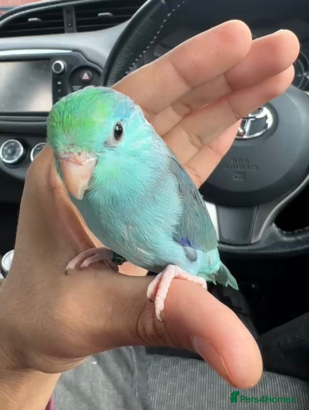 Parrots birds Beautiful Hand Tame Baby Male Parrotlet  - Advert 1