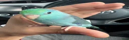 Parrots birds for sale: Beautiful Hand Tame Baby Male Parrotlet  - Advert 1