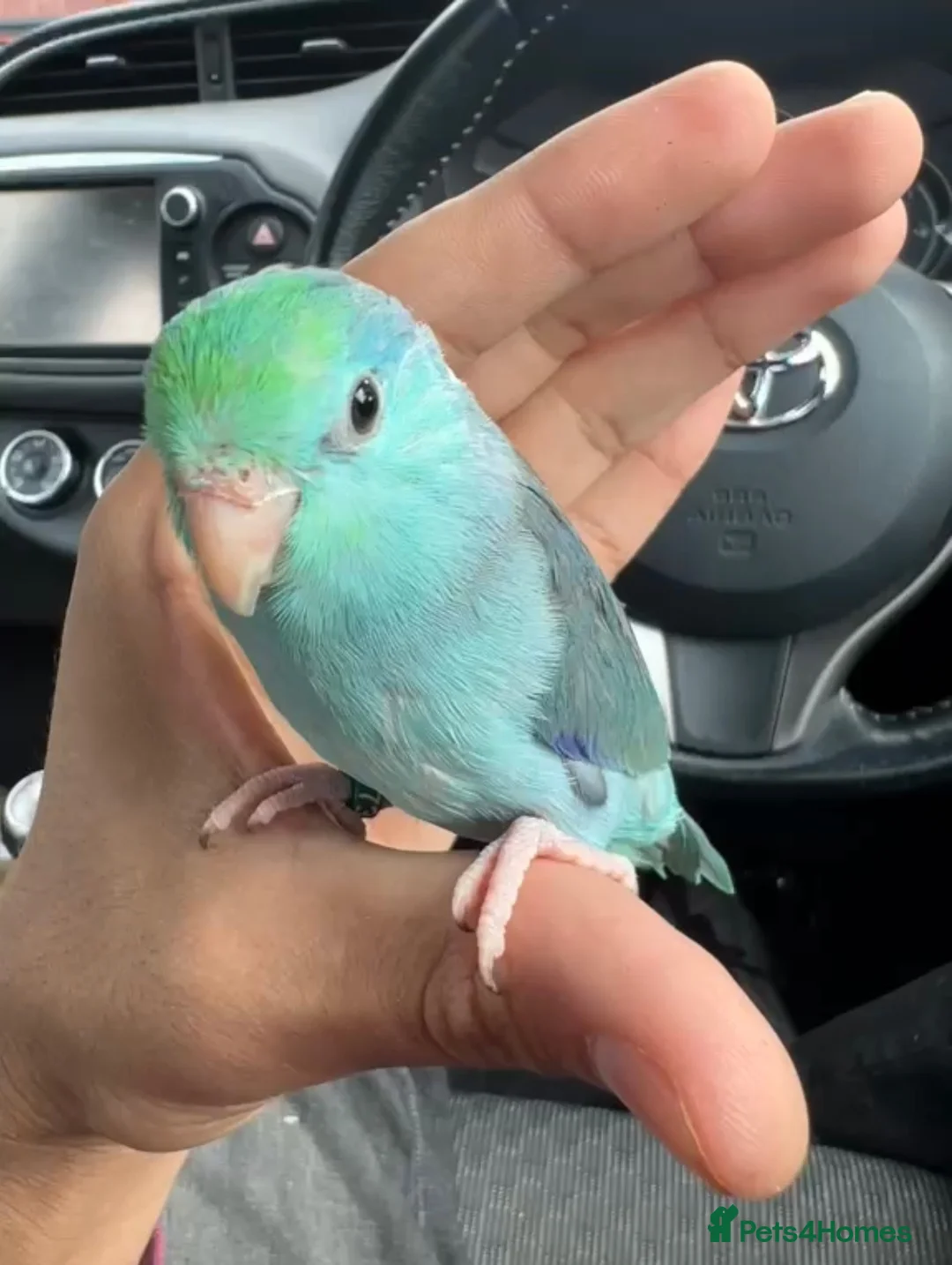Parrots birds for sale: Beautiful Hand Tame Baby Male Parrotlet  - Advert 1