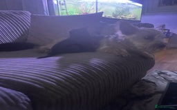 Bombay cats for sale: 3 kittens - Image 3