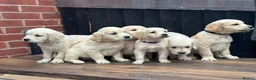 Golden Retriever dogs for sale: *OUTSTANDING* Golden Retriever Puppies  - Advert 10