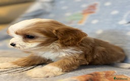 Cavapoo dogs for sale: Beautiful cavapoo pups from family home  - Advert 25