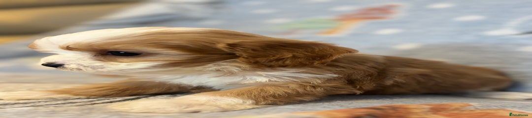 Cavapoo Puppy 4 yellow collar boy 