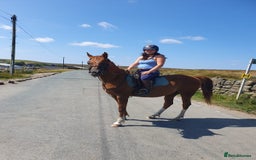 Arabian horse horses for sale: 15hh Arab Gelding For Sale - Image 12