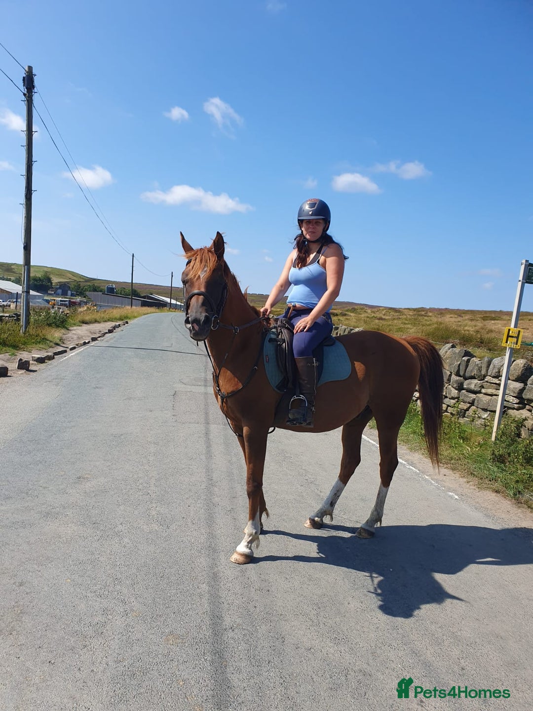 Arabian horse horses for sale: 15hh Arab Gelding For Sale - Image 12
