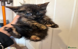 Domestic Shorthair cats for sale: Kittens for Sale  - Image 7