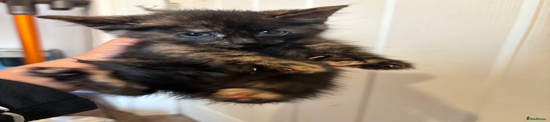 Domestic Shorthair Kitten 6