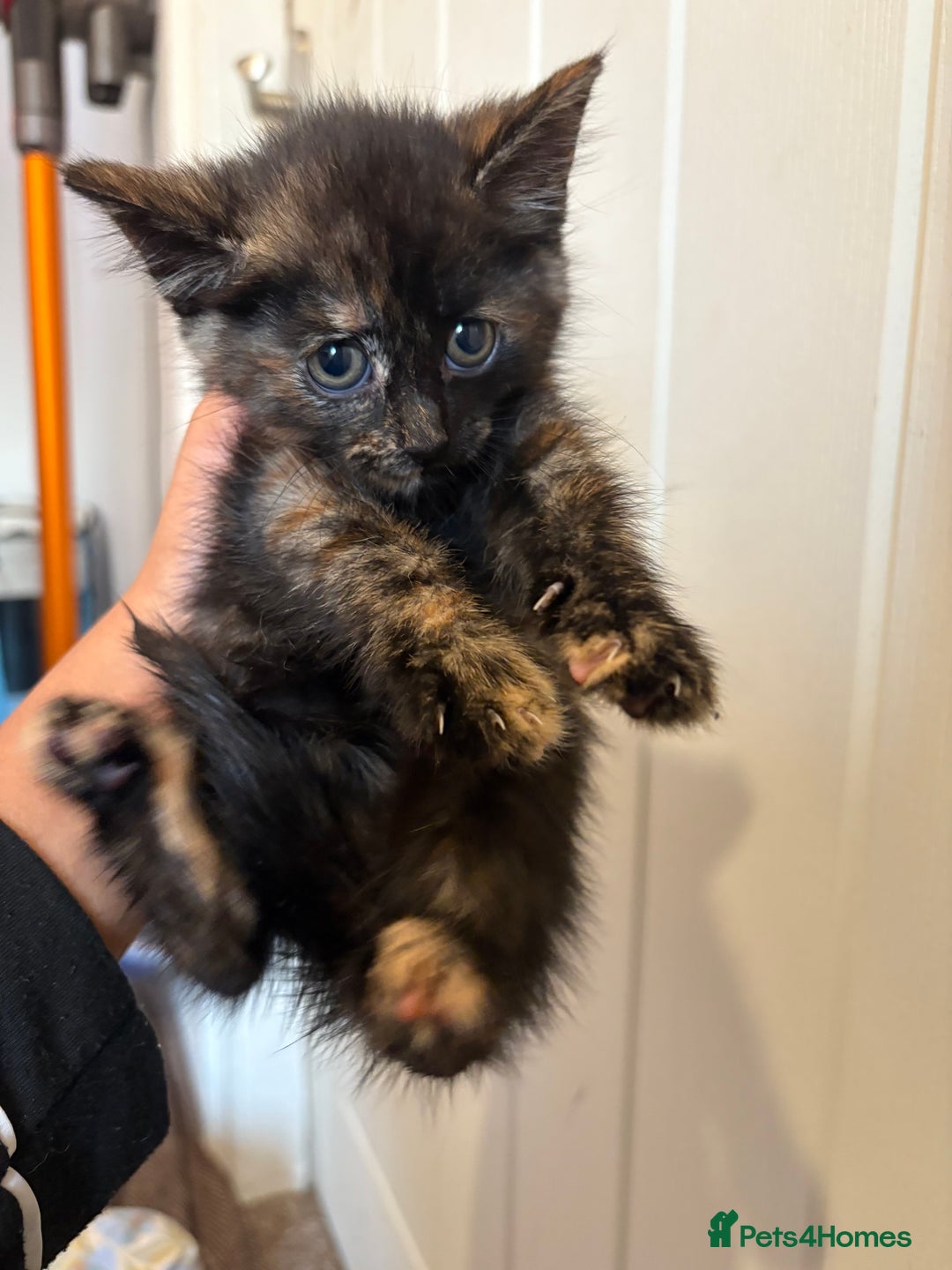 Domestic Shorthair cats for sale: Kittens for Sale  - Image 7
