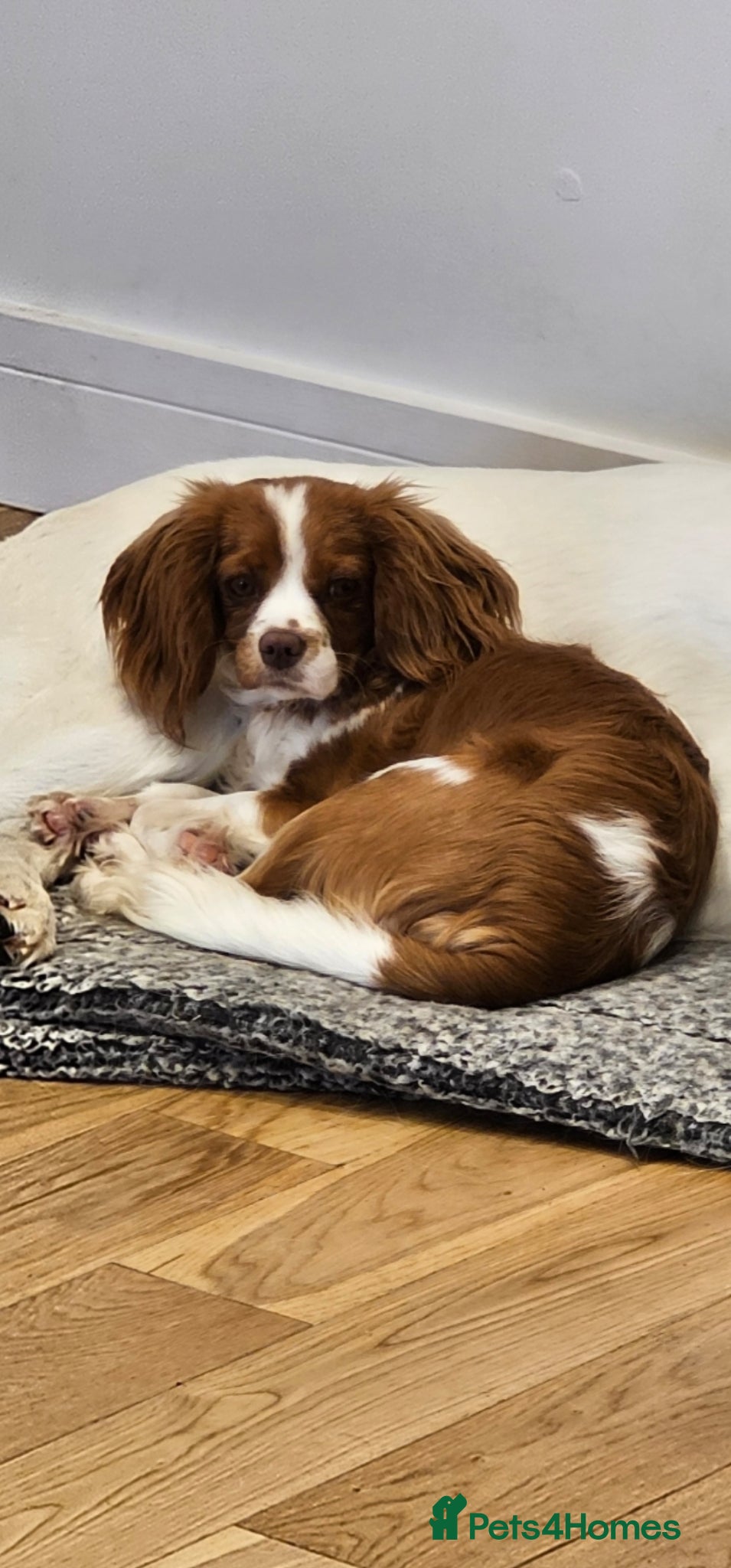 Cavalier King Charles Spaniel dogs Kc reg health tested girl  - Advert 1