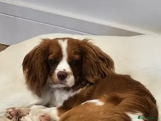 Cavalier King Charles Spaniel dogs Kc reg health tested girl - Advert 1