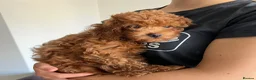Cavapoo dogs for sale: Toy red teddy bear F1B Cavapoos by Asian toy dad in Chigwell - Advert 16