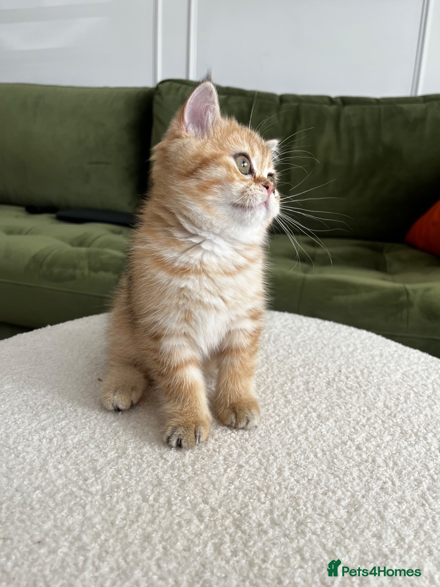 British Shorthair cats 1 female left Black golden shaded GCCF registered  - Advert 2