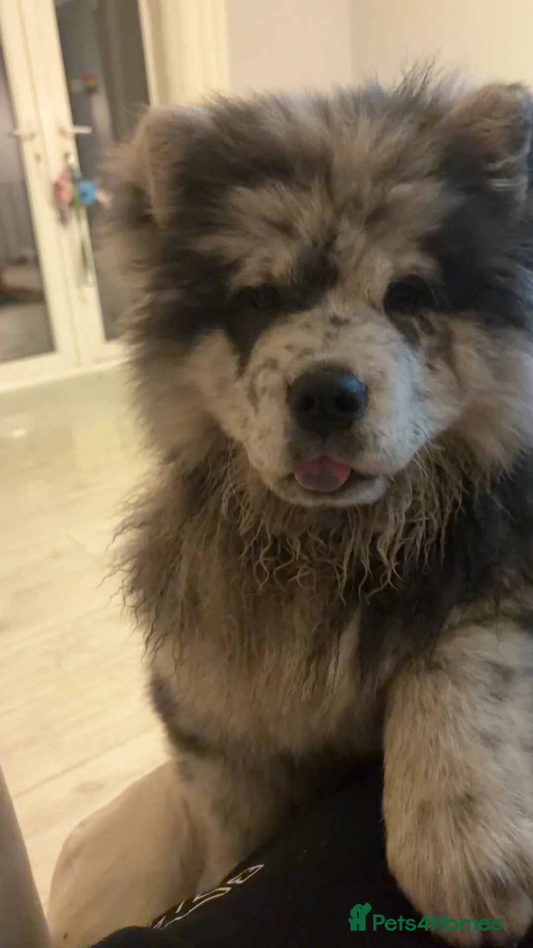 Chow Chow dogs for sale: Mr Rex chow chow  - Advert 5