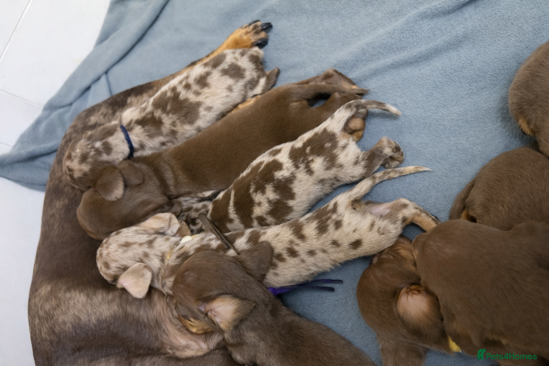 Miniature Dachshund dogs for sale: Miniature Dachshunds KC REG Dapple & Chocolate  - Advert 7