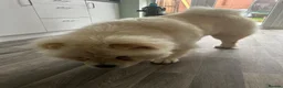 Chow Chow dogs for sale: Chow chow for rehoming  - Advert 4