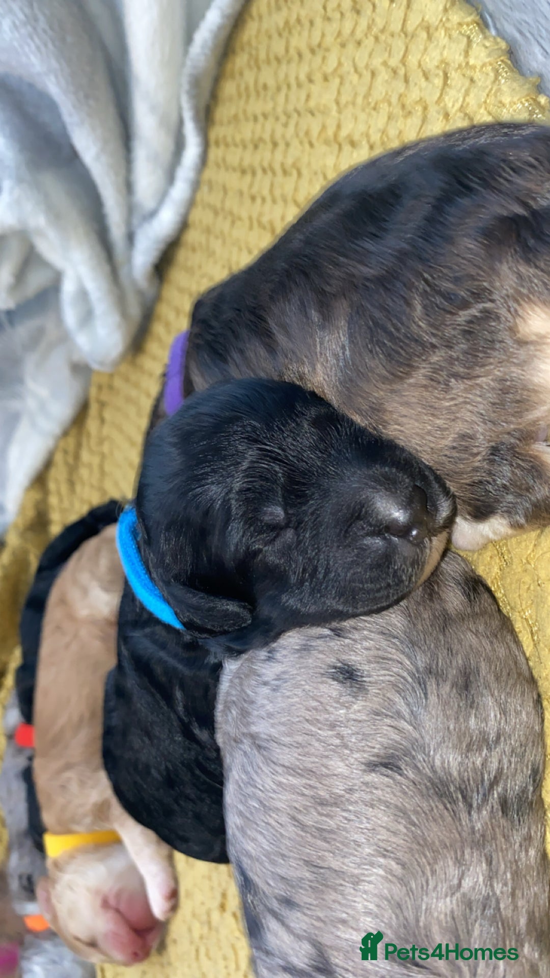 Cockapoo dogs for sale: Stunning Cockapoos - Image 12