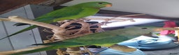 Parrots birds for sale: Silly tame female DNA sexed Barraband parrot. - Advert 4