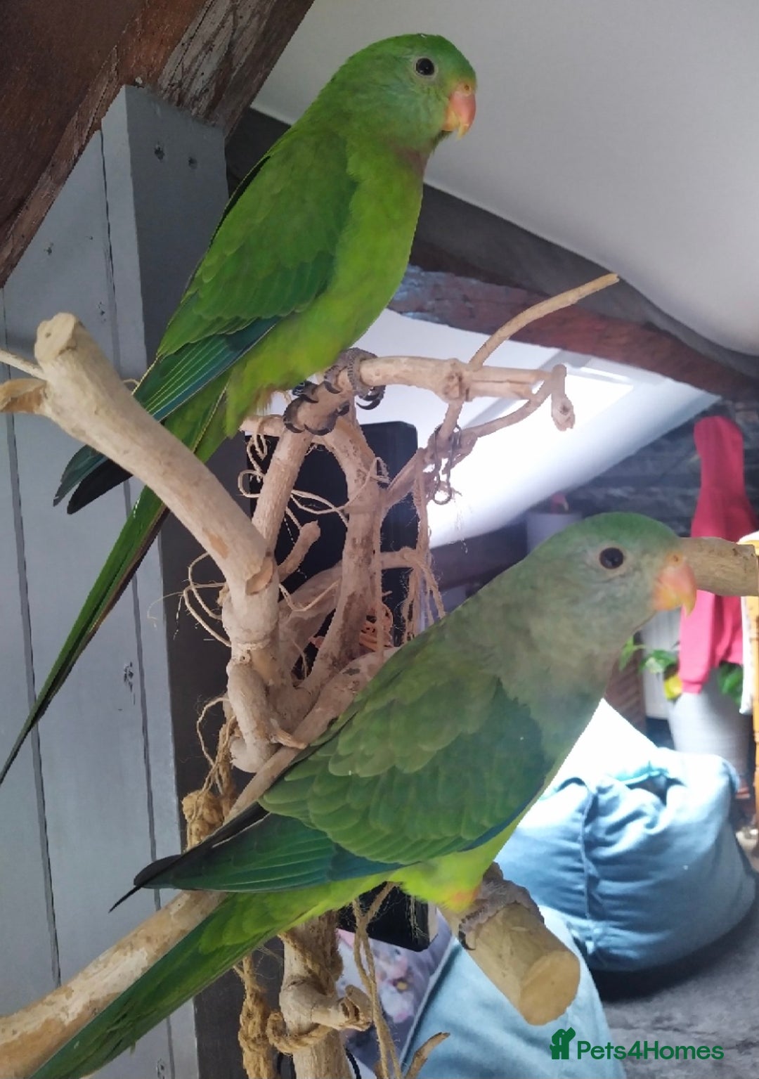 Parrots birds for sale: Silly tame female DNA sexed Barraband parrot. - Advert 4
