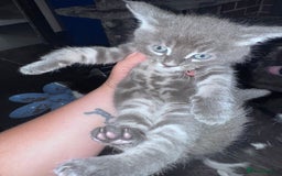 Maine Coon cats for sale: READY NOW Maine coon kittens  - Image 25