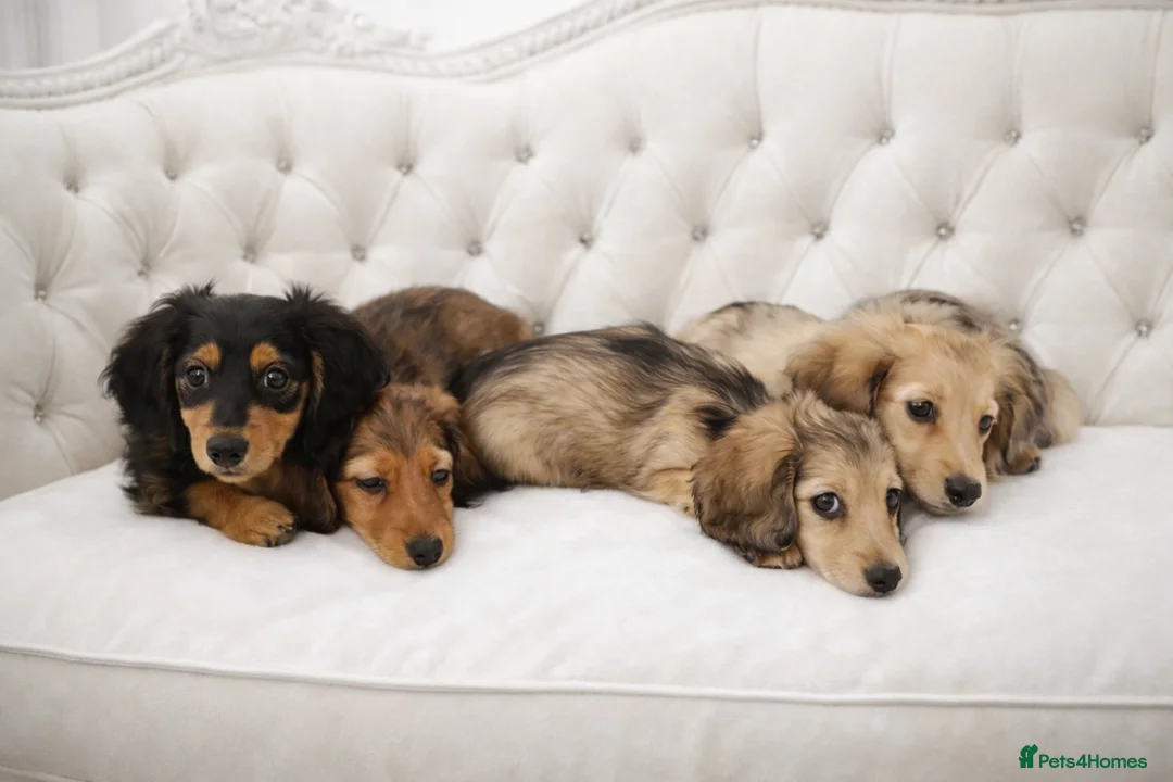Miniature Dachshund dogs for sale: 🌟 Miniature LH Dachshund Puppies -Waiting List  - Advert 9