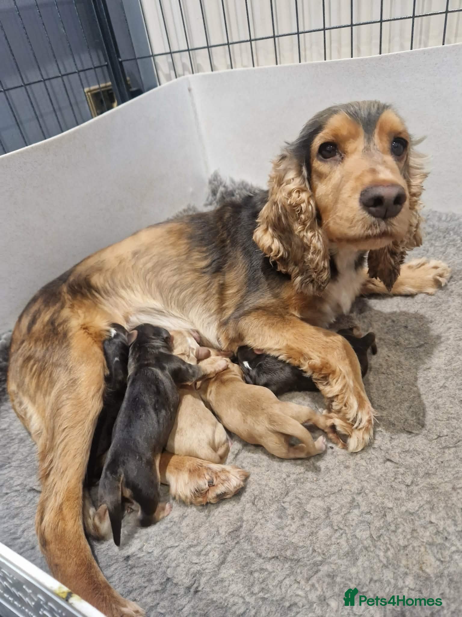 Cocker Spaniel dogs Cocker Spaniel Puppies - Advert 1