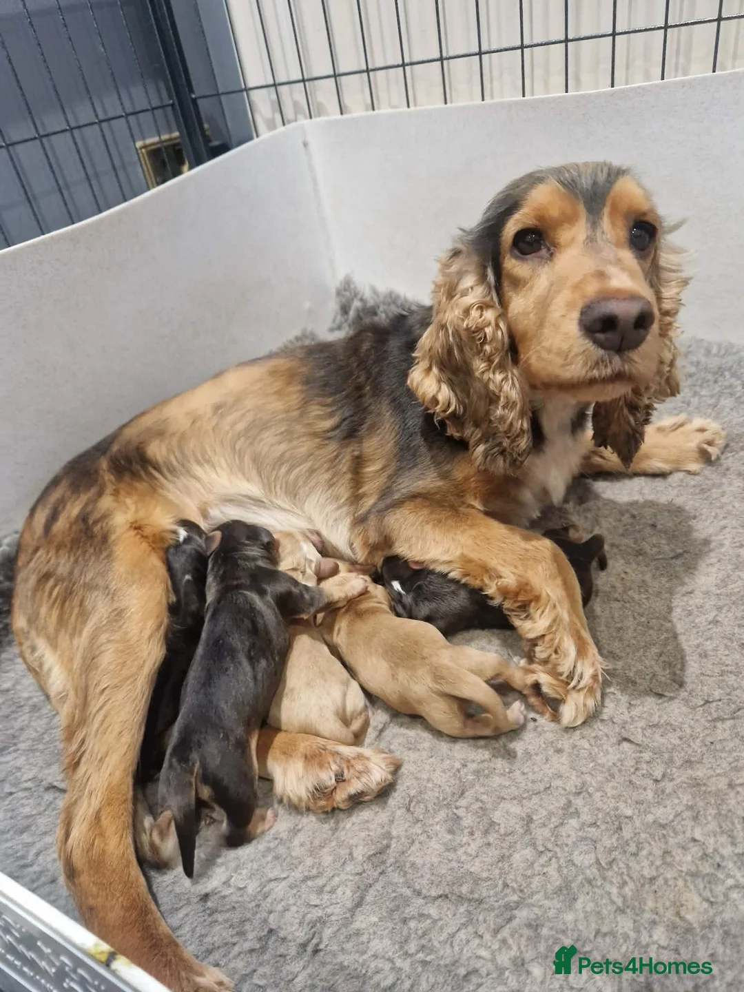 Cocker Spaniel dogs for sale: Cocker Spaniel Puppies in Hull - Advert 1