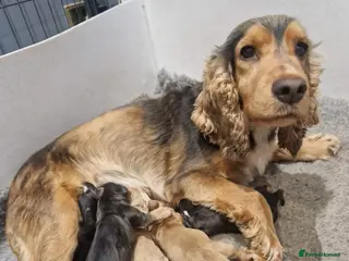 Cocker Spaniel dogs Cocker Spaniel Puppies - Advert 4