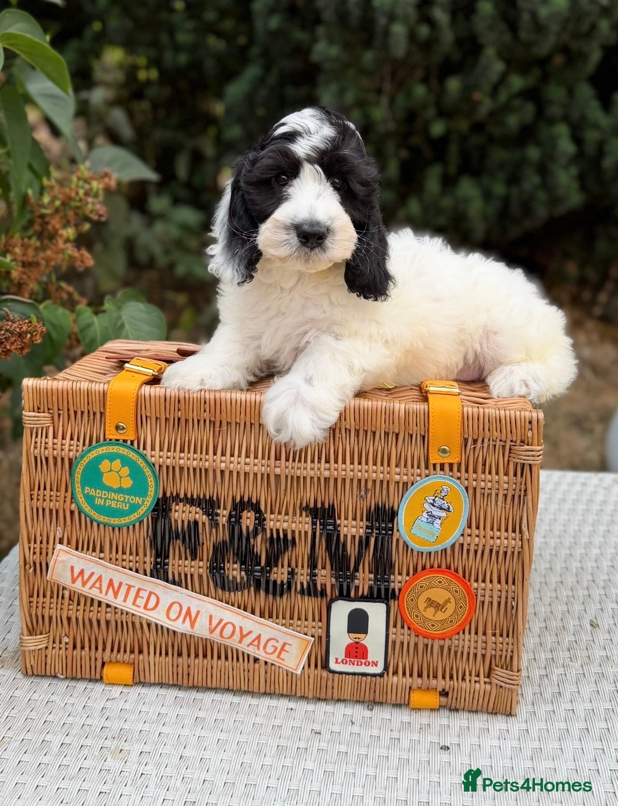 Cockapoo dogs F1 stunning cockapoos  - Advert 1