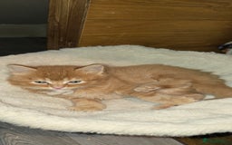 Maine Coon cats for sale: Amazing Mainecoon - Advert 11