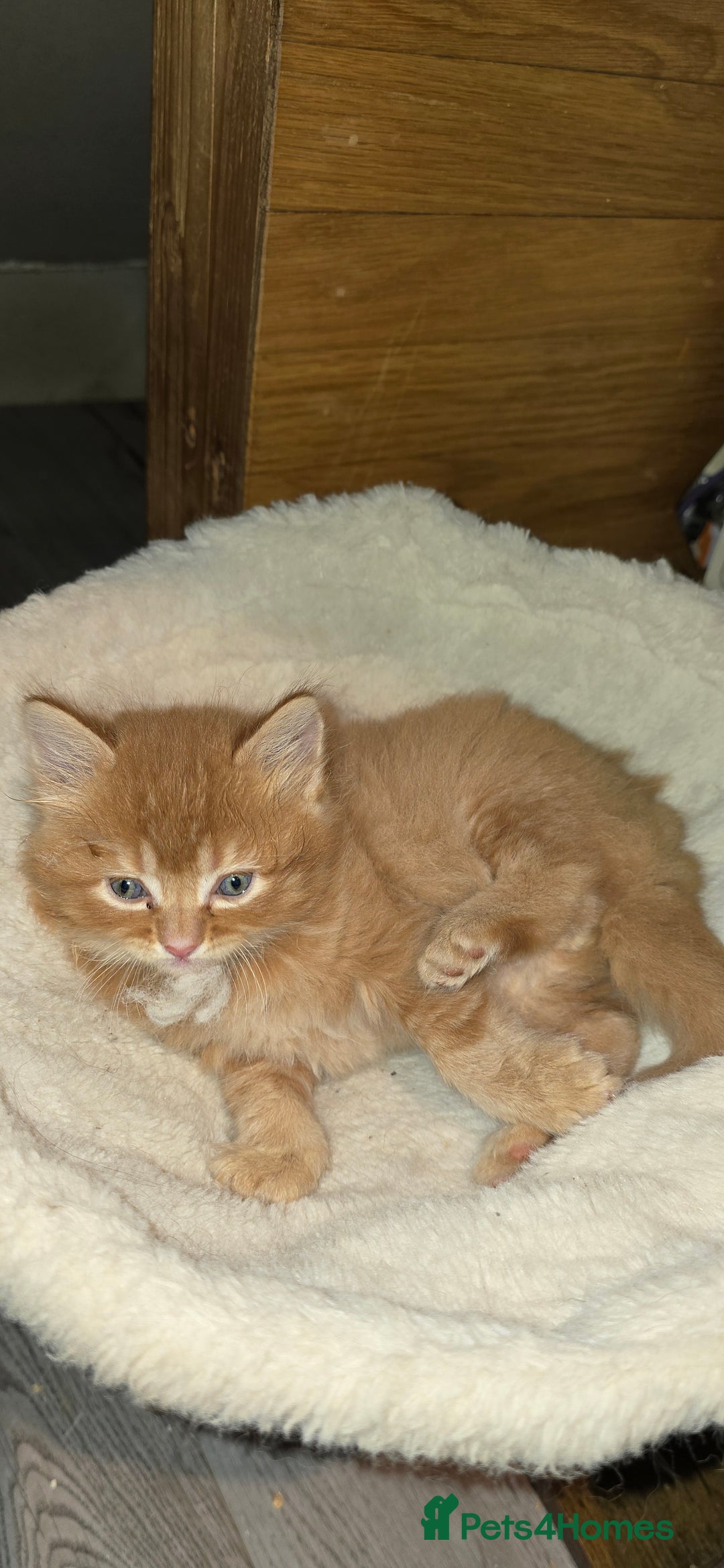 Maine Coon cats for sale: Amazing Mainecoon - Advert 11