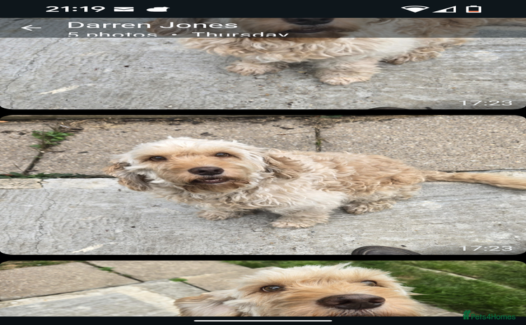 Cockapoo dogs - Advert 2